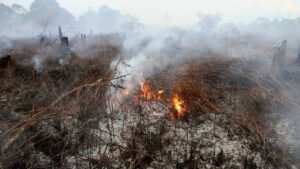 Kebakaran Lahan Gambut: Ancaman Tersembunyi yang Terus Membara