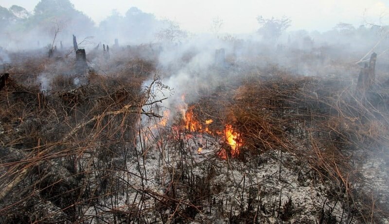 Kebakaran Lahan Gambut: Ancaman Tersembunyi yang Terus Membara