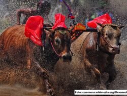 Karapan Sapi: Pacuan Tradisi dan Kebanggaan Masyarakat Madura