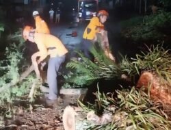 Pohon Tumbang di Jalan: Ancaman Tersembunyi di Balik Kerindangan Kota