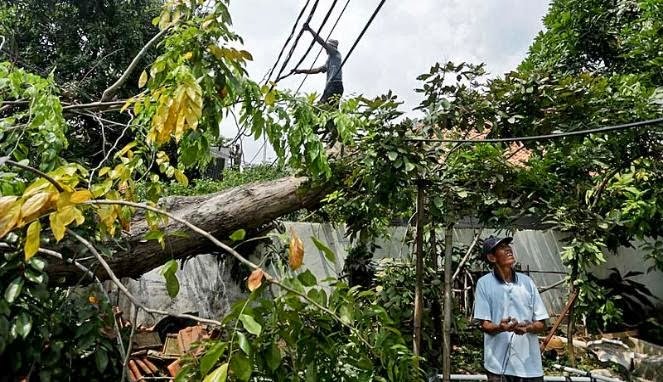 Tragedi Pohon Tumbang: Ancaman Tersembunyi di Balik Kesejukan Kota