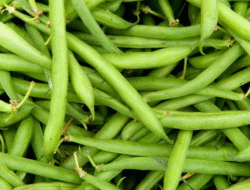 Lima Khasiat Penting Dari Konsumsi Buncis